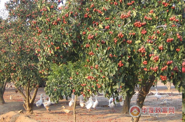 山楂种植加盟